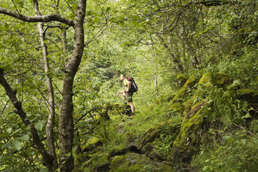 Hiker in the forest - GWF00551