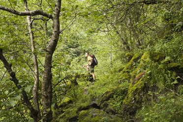 Wanderer im Wald - GWF00551