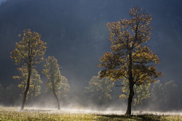 Austria, Tirol, Karwendel, Field maple trees in morning mist - FOF00629