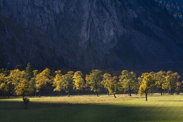 Austria, Tirol, Karwendel, Field maple trees - FOF00628