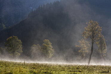 Ausgtria, Tirol, Karwendel, Feldahornbäume im Morgennebel - FOF00627