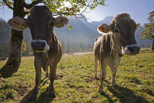 Österreich, Tirol, Karwendel, Kälber auf der Weide - FOF00626