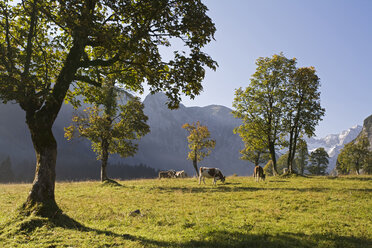 Österreich, Tirol, Karwendel, Feldahornbäume, dahinter grasende Kühe - FOF00625