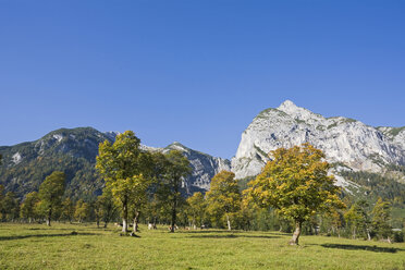 Österreich, Tirol, Karwendel, Feldahornbäume - FOF00624