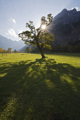 Österreich, Tirol, Karwendel, Feldahorn - FOF00622