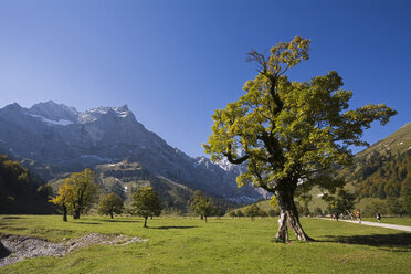 Österreich, Tirol, Karwendel, Feldahornbäume - FOF00615