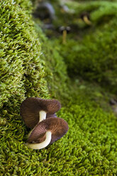 Österreich, Tirol, Karwendel, Honigpilze, armillariella mellea - FOF00609