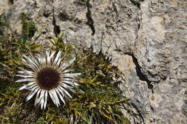 Österreich, Tirol, Stängellose Mariendistel ((Carlina acaulis) , Nahaufnahme - FOF00607