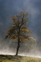 Austria, Tirol, Karwendel, Field maple tree in early morning mist - FOF00599