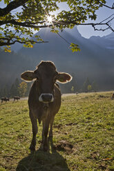 Austria, Tirol, Karwendel, Cows on meadow - FOF00594