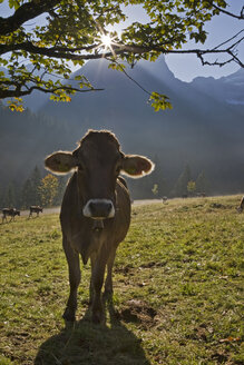 Österreich, Tirol, Karwendel, Kühe auf der Wiese - FOF00594