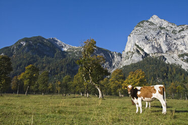 Österreich, Tirol, Karwendel, Kühe auf der Wiese - FOF00593