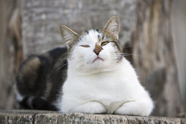 Katze, Porträt - FOF00588