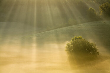 Italy, Tuscany, Tree in morning mist - FOF00576