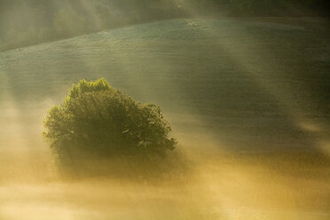 Italien, Toskana, Baum im Morgennebel - FOF00575