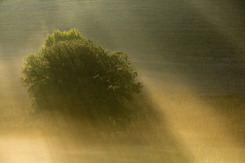 Italien, Toskana, Baum im Morgennebel - FOF00574