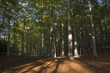 Toskana, Italien, Wald in der Nähe des Monte Amiata - FOF00561