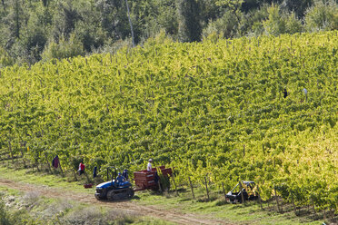 Italien, Toskana, Erntehelfer im Weinberg - FOF00549