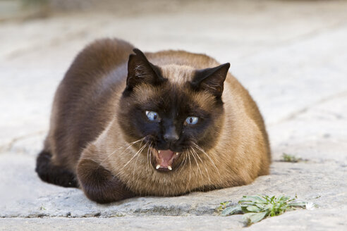 Siamesische Katze gähnend, Porträt - FOF00538