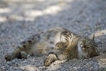 Katze auf der Straße liegend, Porträt - FOF00533