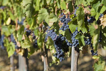 Italien,Toskana, Weintrauben im Weinberg - FOF00530