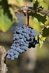 Italien,Toskana, Weintrauben im Weinberg - FOF00529
