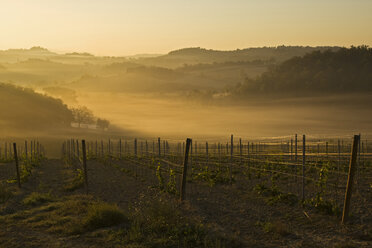 Italien, Toskana, Weinberg, Morgennebel - FOF00527