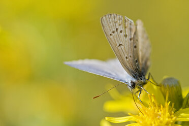 Blauschillernder Feuerfalter (Polyommatus icarus) auf einer Blüte ruhend - FOF00520