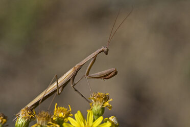 Gottesanbeterin (Mantis religiosa), Nahaufnahme - FOF00519