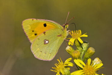 Pale Clouded Yellow butterfly (Colias hyale), on flower - FOF00517