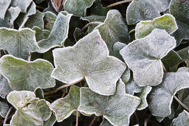 Ivy, (Hedera helix), glazed frost, close up - GWF00587