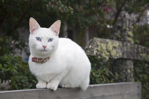 Katze, Porträt - FOF00644