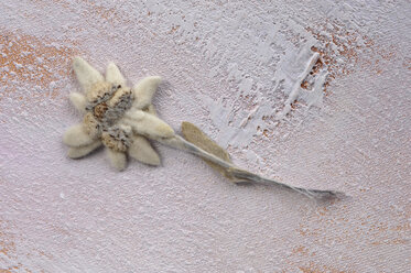 Edelweißblume (Leontopodium alpinum) - ASF03568