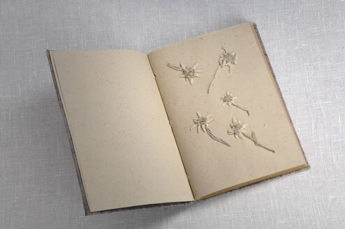Edelweißblüten (Leontopodium alpinum) im Buch, Ansicht von oben - ASF03564