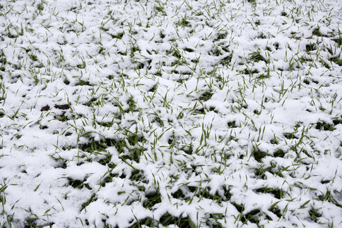 Schnee auf Gras, Vollbild - TCF00529