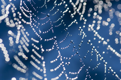 Spinnennetz mit Tautropfen - HHF01968