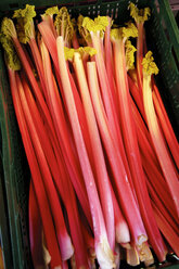 Rhubarb (Rheum rhabarbarum), close up - MBF00810