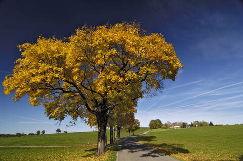 Deutschland, Bayern, Landstraße, Bäume mit Herbstfarben, lizenzfreies Stockfoto