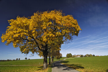 Deutschland, Bayern, Landstraße, Bäume mit Herbstfarben - MBF00803