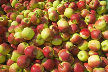 Apple crop, close up - SHF00226