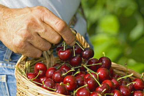 Cherry harvest, close up - SHF00214