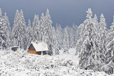 Germany, Black forest, Schliffkopf, Winter scenery - SHF00207