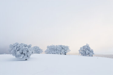 Deutschland, Schwarzwald, Schauinsland, Winterlandschaften - SHF00202