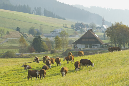 Deutschland, Schwarzwald, Urach, Rinderherde - SHF00200