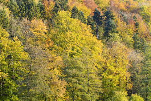 Deutschland Schwarzwald, Herbstfarben - SHF00198