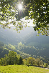 Deutschland, Schwarzwald, Simonswälder Tal, Weide - SHF00189