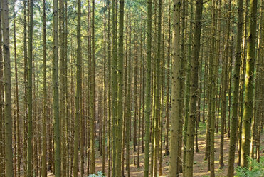 Deutschland, Schwarzwald, Bollenbach, Wald - SHF00185