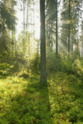 Deutschland, Schwarzwald, Seebrugg, Sonnenstrahlen im Wald - SHF00177