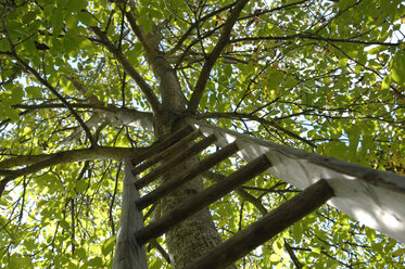 An einen Baum gelehnte Leiter - ASF03597