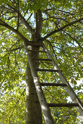 An einen Baum gelehnte Leiter - ASF03596